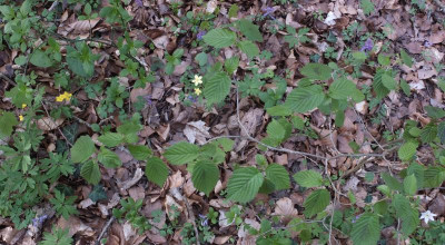 Bildschirmfoto 2019-04-11 um 15.48.40.png