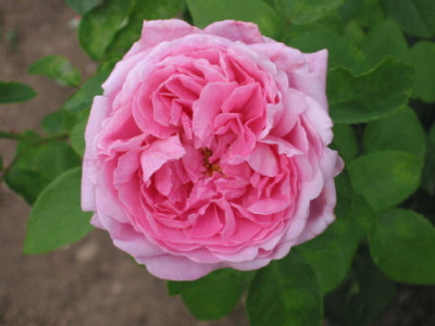 Mary__Auge_Juli_07.jpg