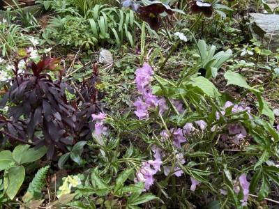 cardamine-glanduligera_16.3.20.jpg