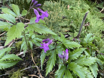 cardamine-pentaphyllos_3-20.jpg