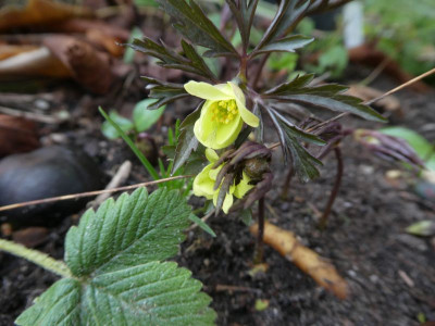 Anemone x lipsiensis 'Sioux' k 200315.jpg
