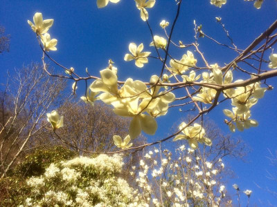 Gold Finch+Clematis armandii.jpg