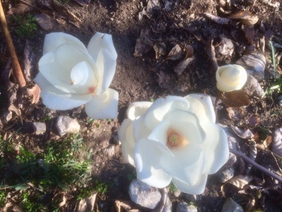 Lennei Alba Blüten.jpg