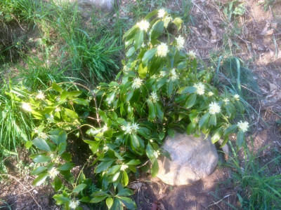Illicium anisatum.jpg
