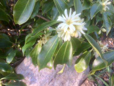Illicium anisatum2.jpg