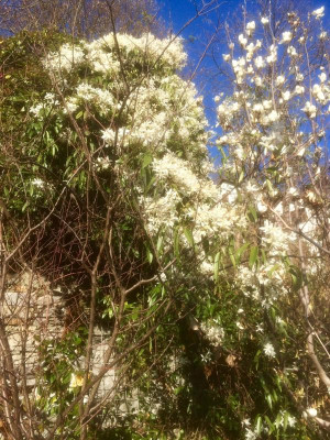 Clematis armandii.jpg