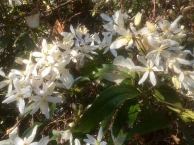 Clematis armandii Blüten.jpg