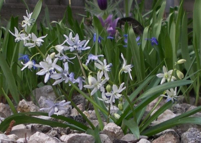 Scilla gorganica 20.03.20.JPG