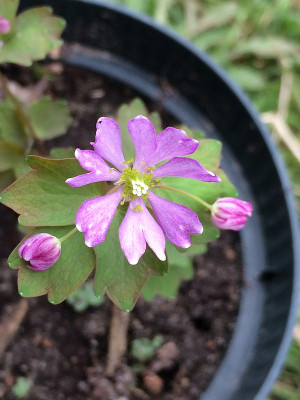 2020-03-20 Anemonella fs.jpg