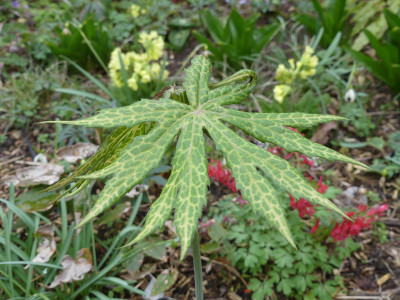 2020-03-20 Syneilesis palmata 'Kiko' 1.jpg