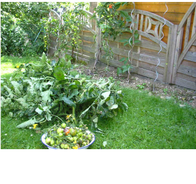 Tomatenernte_2007_1.jpg