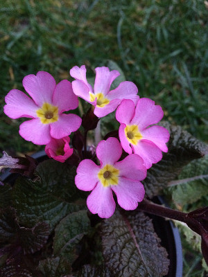 2020-03-20 Primula.jpg