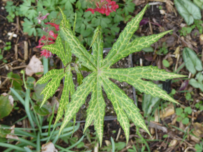 2020-03-20 Syneilesis palmata 'Kiko' 2.jpg