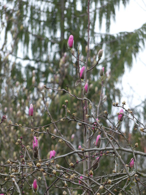 2020-03-20 Magnolia 'Westonbirt' 1.jpg