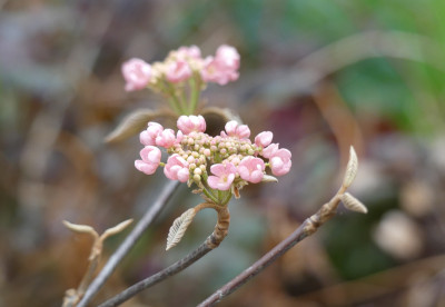 2020-03-20 Viburnum furcatum 'Pink Parasol'.jpg
