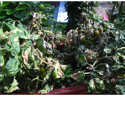 Tomatenernte_2007_2.jpg