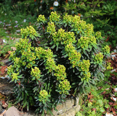 Euphorbia-characias x amygd.jpg