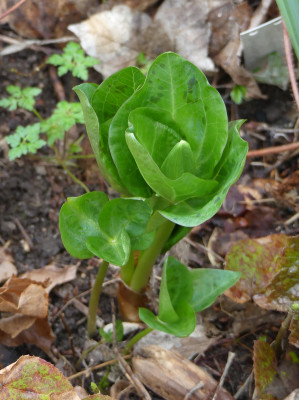 2020-03-20 Trillium chloropetalum 'Album'.jpg
