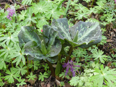 2020-03-20 Trillium chloropetalum.jpg