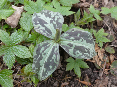 2020-03-20 Trillium cuneatum 2.jpg