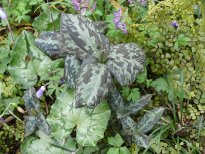 2020-03-20 Trillium cuneatum.jpg
