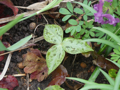 2020-03-20 Trillium discolor.jpg