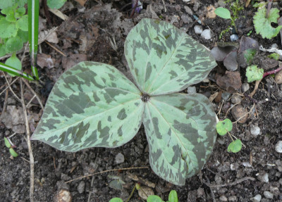 2020-03-20 Trillium luteum.jpg