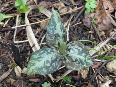 2020-03-20 Trillium sessile.jpg