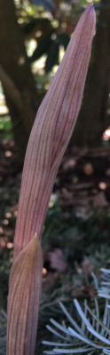 29DD6FC5-5C2A-4560-A326-5D1A362C0309.jpeg