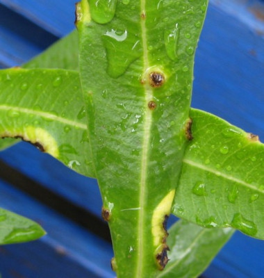 Oleander1.jpg