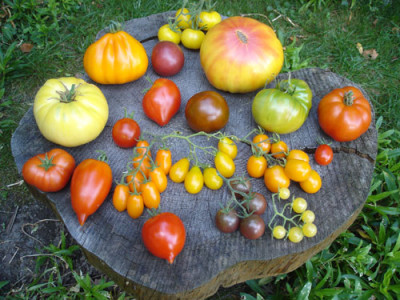 tomaten07.jpg