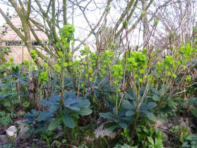 Euphorbia robbiae (2).JPG