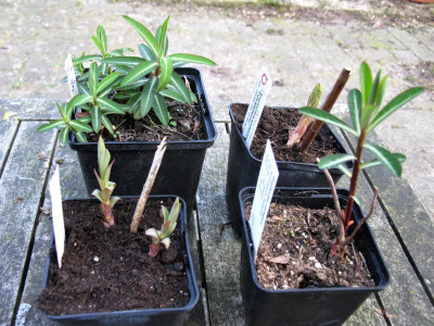 Euphorbia palustris cornigera schllinggi wallichii.JPG