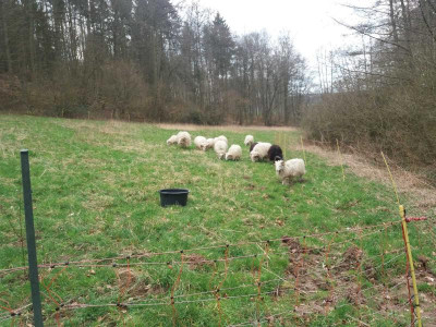 böckevereint20.jpg