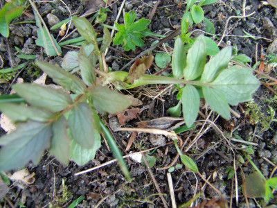 DSCF2215.jpg