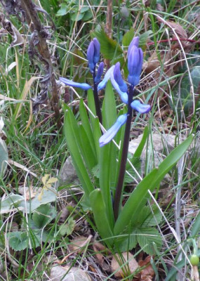 Wildhyacinthe Holland.jpg