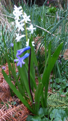 Blaue Wildhyazinthe Holland.jpg