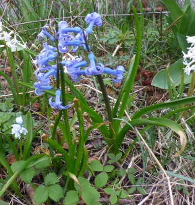 Blaue Wilde aus Griechenland.jpg