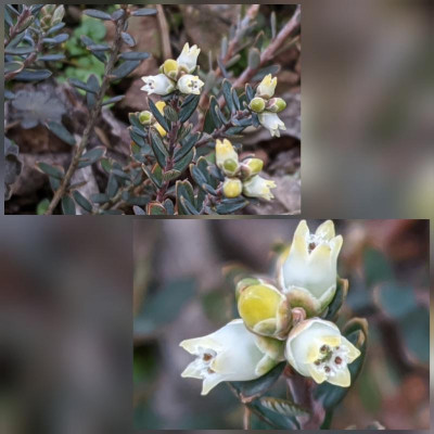 CollageMaker_20200321_195925526.jpg