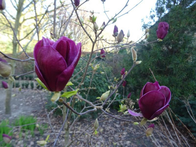 Magnolia 'Genie' März 2020 2.JPG