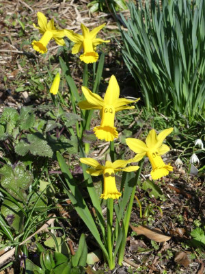 2020-03-22 Narcissus 'Peeping Tom' 1.jpg