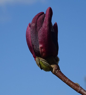 DSC08947-1.jpg
