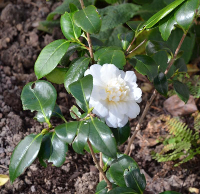 Camellia-JurysYellow.20-1.jpg