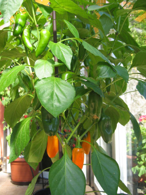 Paprika---unbekannt.jpg