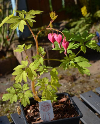 Dicentra_spectabilis-GoldHeart.20-1.jpg