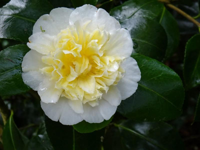 DSC05862-1.JPG