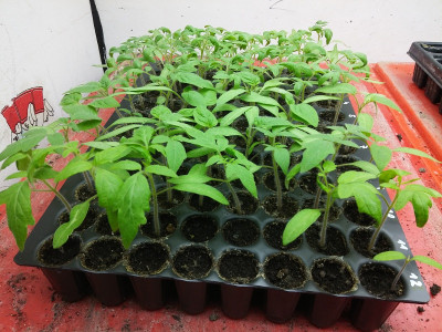 Tomaten 20200322 MTPTray.jpg