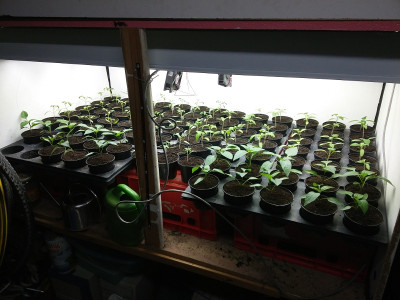 Tomaten 20200322.jpg