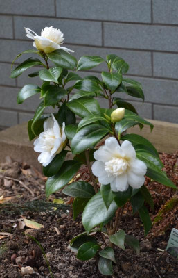 Camellia-JurysYellow.16-2.jpg