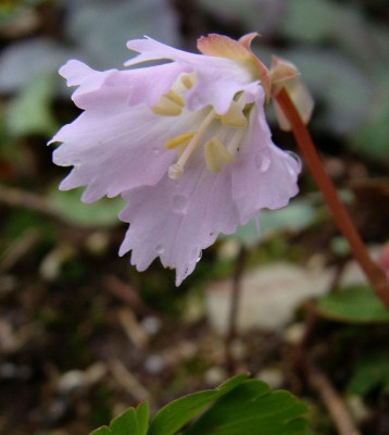 Shortia intertexa20-2.jpg